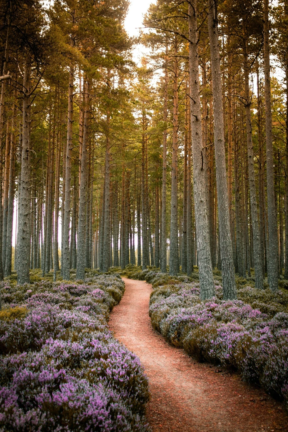A winding path through tall trees and flowering heather at Medicine From the Earth